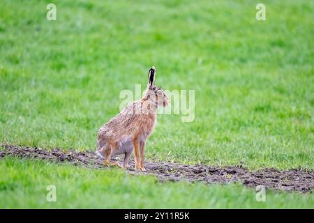 Europäischer oder Braunhase, Lepus europaeus, Norfolk Stockfoto