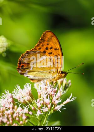 Orangefarbener Schmetterling auf einer weißen Blume Stockfoto