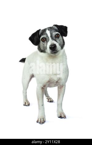 Jack Russel Terrier Stockfoto