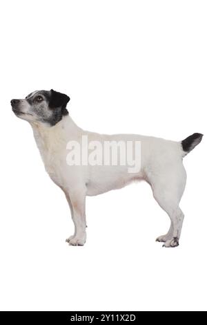 Jack Russel Terrier Stockfoto