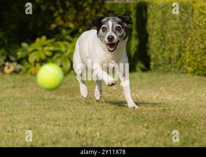 Jack Russel Terrier Stockfoto