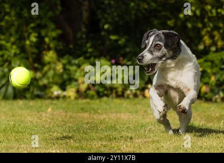 Jack Russel Terrier Stockfoto