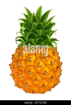 Eine kleine reife gelbe Ananas mit Blättern auf weißem Hintergrund Stockfoto