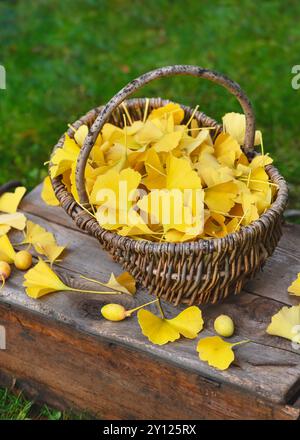 Ernte gelber Ginkgoblätter in einem rustikalen Korb. Heilende Eigenschaften von Samen und Blättern von Ginkgo biloba in der Kräutermedizin. Stockfoto