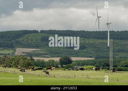 Milchkühe grasen in West Cork unter Windturbinen und bewölktem Himmel. Stockfoto