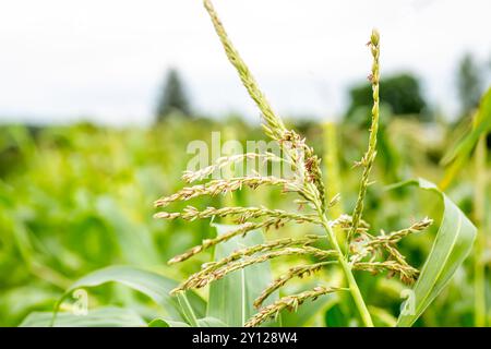 Grüner Jungmais, Mais, Zea Mays im Sommer auf dem Feld. Viele kleine männliche Blüten bilden männliche Blütenstände, genannt Quaste. Stockfoto