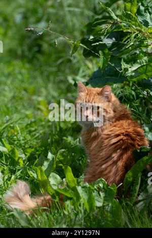 Eine süße Ingwerkatze, die an einem sonnigen Sommertag im grünen Gras sitzt, orange Stockfoto