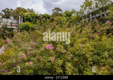 Der Hill Garden and Pergola ist ein wunderschöner versteckter Garten im Norden Londons. Stockfoto