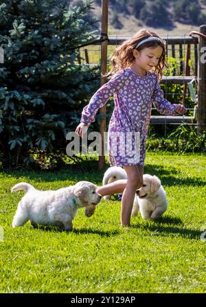 Ein junges Mädchen spielt mit platinfarbenen Golden Retriever Welpen auf einem Grasfeld. Stockfoto