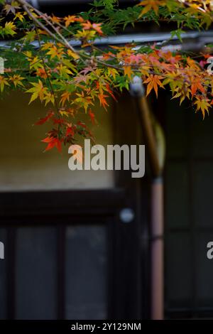 Ein japanischer Ahornbaum, der langsam rot wird, schmückt den Eingang eines alten japanischen Hauses Stockfoto