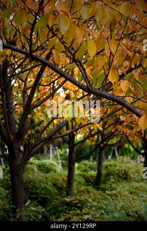 Orangefarbene Herbstblätter von Kirschbäumen säumen die Straßen der Stadt Stockfoto