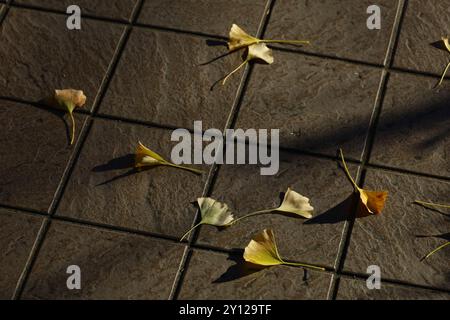 Gelb fallende Ginkgoblätter auf einem Bürgersteig, beleuchtet von der Wintersonne am Nachmittag Stockfoto