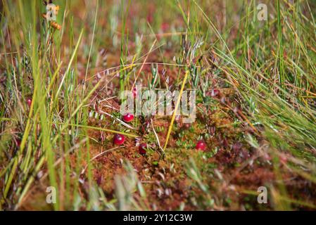 Preiselbeeren, die im Sommer im Moor wachsen Stockfoto