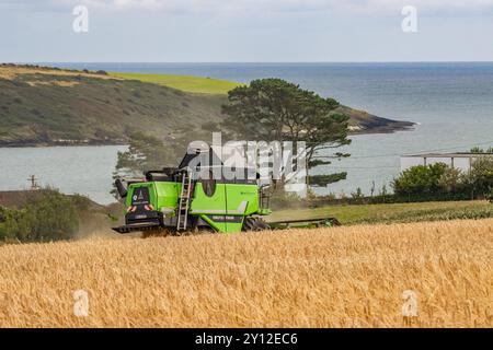 Ernte der Frühlingsgerste bei Harbour View, Kilbrittain, Co. Cork, September 2024 Stockfoto