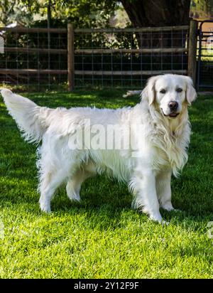 Platinfarbener Golden Retriever Hund draußen auf einem Grasfeld. Stockfoto