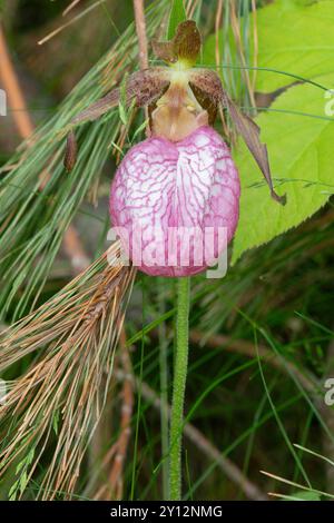 Lady Slipper Orchid im Assawompset Pond Complex, Lakeville, Massachusetts Stockfoto