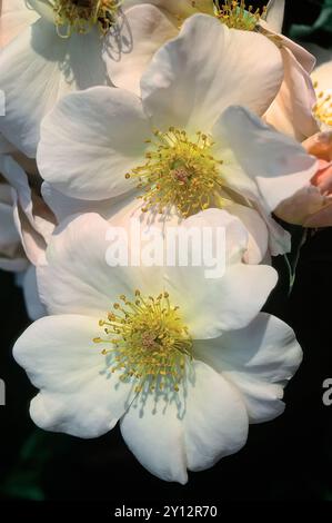 Rosa cv. Sally Holmes; Rosaceae; Hybrid Moschus; Shurb; Blume einfach Hellgelb. Stockfoto