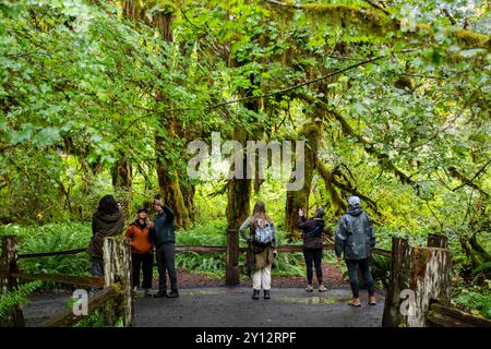 Besucher des Hoh Rain Forest bewundern und fotografieren die moosigen Bäume und üppigen Pflanzen entlang des Hall of Mosses Trail im Olympic National Park Stockfoto