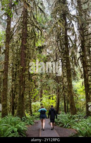 Ein Paar Besucher spazieren entlang des Hall of Mosses Trail durch die hohen Bäume und üppigen Farne des Hoh Rain Forest im Olympic National Park Stockfoto