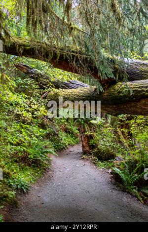 Moosbewachsene Baumstämme über dem Hall of Mosses Trail durch den Hoh Rain Forest im Olympic National Park, Washington Stockfoto