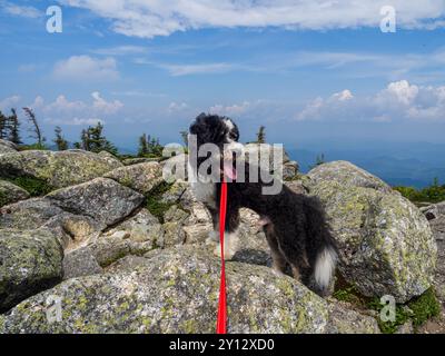 Ein schwarz-weißes Bernedoodle mit einer roten Leine steht stolz auf den zerklüfteten Felsen des Whiteface Mountain, mit den Adirondacks und einem klaren blauen Himmel Stockfoto