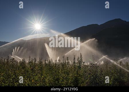 Bewässerungsanlage auf einem Apfelgarten, Sonnenstern, Sommer, Vinschgau, Südtirol, Italien, Europa Stockfoto