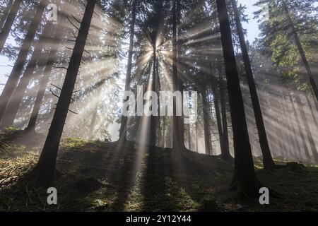 Sonnenstrahlen zwischen Bäumen im Wald, Dunst, Nebel, Hintergrundbeleuchtung, Bergwald, Oberbayern, Bayern, Deutschland, Europa Stockfoto