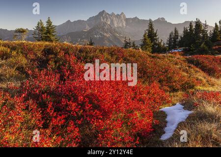 Herbstfärbung der Heidelbeere (Vaccinium) vor den Bergen, Abendlicht, Dachsteingebirge, Österreich, Europa Stockfoto