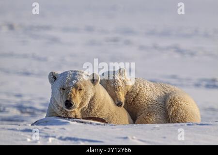 Eisbären (Ursus maritimus), Eisbärmutter und Junge, die im Schnee schlafen, Kaktovik, Arctic National Wildlife Refuge, Alaska, USA, Nordamerika Stockfoto