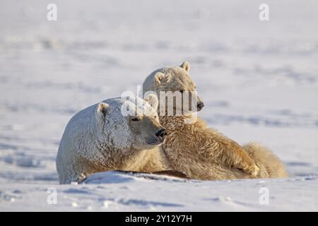 Eisbären (Ursus maritimus), Eisbärmutter und Junge im Schnee, Kaktovik, Arctic National Wildlife Refuge, Alaska, USA, Nordamerika Stockfoto