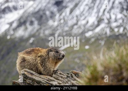 Murmeltier (Marmota marmota) auf Felsen vor Bergen, Großglockner Hochalpenstraße, Nationalpark hohe Tauern, Österreich, Europa Stockfoto