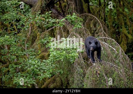 Amerikanischer Schwarzbär, der auf einem Baum im Regenwald steht, kopfüber, neugierig, Sommer, Kake, Südost-Alaska, Alaska Stockfoto