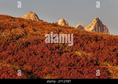 Herbstfärbung der Heidelbeere (Vaccinium) vor den Bergen, Abendlicht, Dachsteingebirge, Österreich, Europa Stockfoto