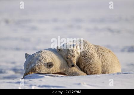 Eisbären (Ursus maritimus), Eisbärmutter und Junge, die im Schnee schlafen, Kaktovik, Arctic National Wildlife Refuge, Alaska, USA, Nordamerika Stockfoto