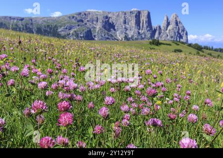 Almwiesen mit Blumen vor Bergen in der Sonne, Sommer, Alpklee (Trifolium alpinum), Seiser Alm, hinter Schlern, Dolomiten, Sout Stockfoto