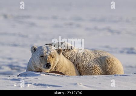 Eisbären (Ursus maritimus), Eisbärmutter und Junge, die im Schnee schlafen, Kaktovik, Arctic National Wildlife Refuge, Alaska, USA, Nordamerika Stockfoto