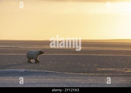 Eisbär (Ursus maritimus), Wandern auf Packeis, Abendlicht, Hintergrundbeleuchtung, Kaktovik, Arctic National Wildlife Refuge, Alaska, USA, Nordamerika Stockfoto