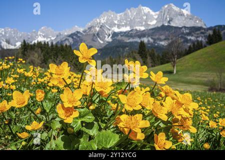 SumpfRingelblumen (Caltha palustris) vor den Bergen, Sonne, Frühling, Kaisergebirge, Tirol, Österreich, Europa Stockfoto