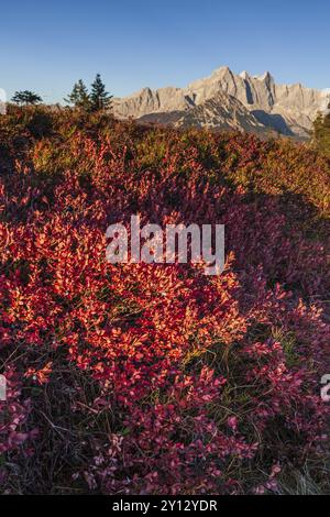 Herbstfärbung der Heidelbeere (Vaccinium) vor den Bergen, Dachsteingebirge, Österreich, Europa Stockfoto