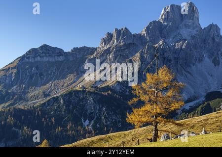 Goldene Lärche auf Almweide vor schroffen Bergen, Herbst, Herbstfarben, Bischofsmuetze, Dachsteingebirge, Österreich, Europa Stockfoto