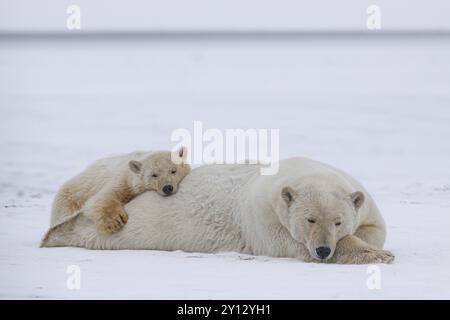 Zwei Eisbären (Ursus maritimus), Mutter mit jungen im Schnee liegend und schlafend, friedlich, Kaktovik, Alaska Stockfoto