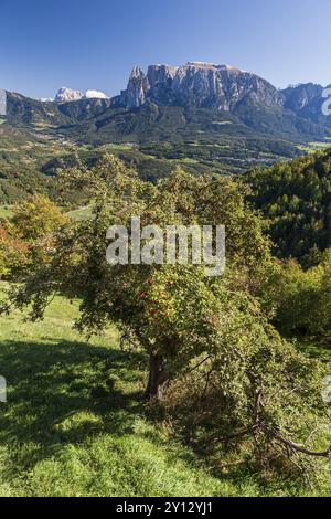 Apfelbaum im Spätsommer vor Bergen in der Sonne, Ritten, hinter Schlern, Südtirol, Italien, Europa Stockfoto