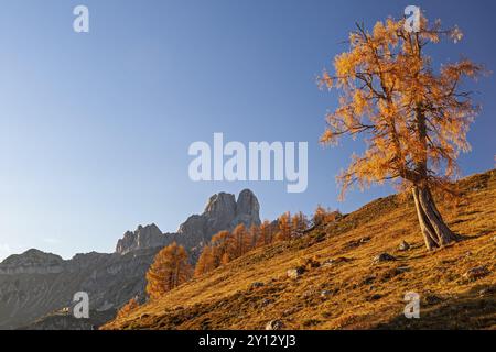 Herbstfarbene Lärche bei Sonnenuntergang vor einem Berggipfel, Bischofsmuetze im Hintergrund, Dachsteinberge, Österreich, Europa Stockfoto