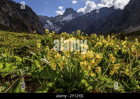 Wiese gemeiner Kuhrutsch (Primula veris) hintergrundbeleuchtet vor Bergen, Frühling, Falzthurntal, Karwendelgebirge, Tirol, Österreich, Europa Stockfoto