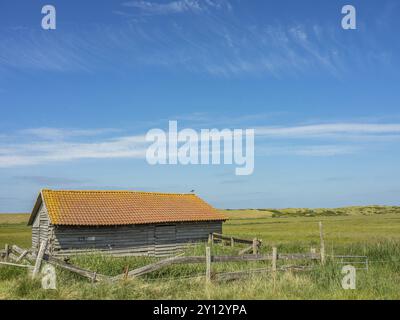 Eine alte Holzscheune mit orangefarbenem Ziegeldach steht auf einem grasbewachsenen Feld unter blauem Himmel, spiekeroog, ostfriesland, Nordsee, deutschland Stockfoto