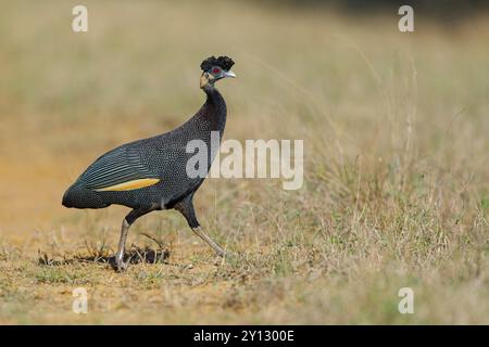 Kenia Crested Guineafowl, Guttera pucherani, Pintade de Pucheran, Pintada monuda Oriental, die Familie der Guebuhn, die Sand Forest Lodge, Stockfoto