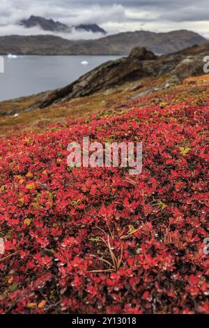 Herbstfarbene Tundra am Fjord vor den Bergen, Blaubeeren, Tasiilaq, Ostgrönland, Grönland, Nordamerika Stockfoto