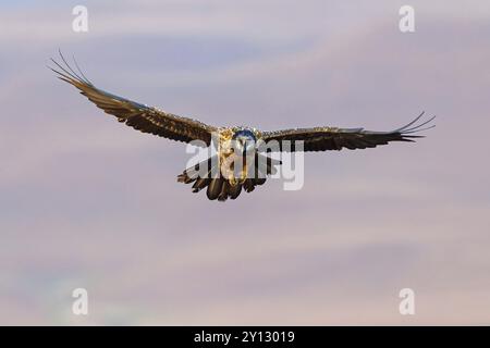 Bartgeier, Lammergeier, Gypaetus barbatus, Gypaetus barbatus meridionalis, GypaEte barbu, Quebrantahuesos, Giant's Castle Hide, Imbabazane Stockfoto