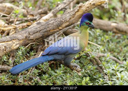 Turaco mit violettem Kamm, Turaco mit violettem Kamm, (Gallirex porphyreolophus), Musophaga porphyreolopha, Tauraco porphyreolophus, Turaco crestimorado, Mkuz Stockfoto