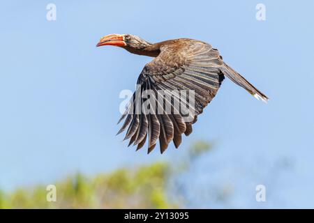 Gekrönter Nashornvogel (Lophoceros alboterminatus), Syn: Tockus alboterminatus, iSimangaliso Wetland Park, St. Lucia, KwaZulu-Natal, Südafrika, Afrika Stockfoto